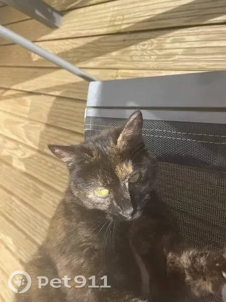 Chatte écaille disparue à Mouzillon - photo