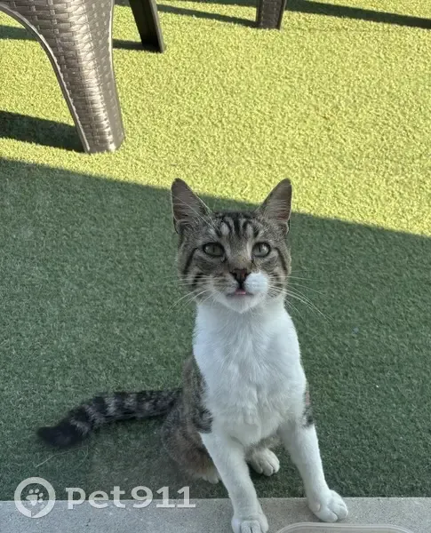 Chat craintif trouvé, maigre, blanc et tigré - photo