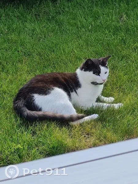 Chatte perdue, 2 ans, rue René Guy Cadou - photo