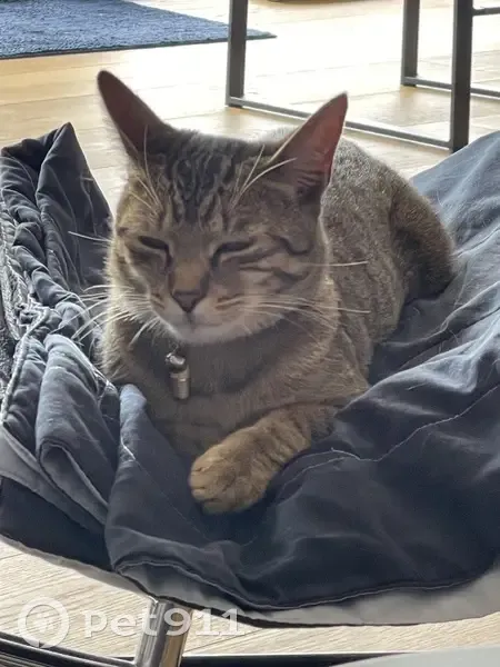 Chat tigré mâle perdu à Aigrefeuille - photo