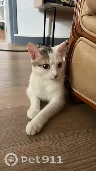 Chat européen femelle perdue à Strasbourg - photo