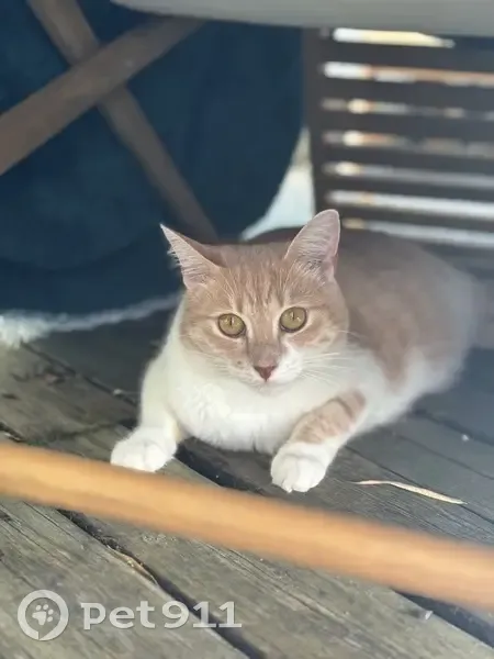 Chat perdu : Zya, Avenue Guy Môquet, Villemoisson - photo