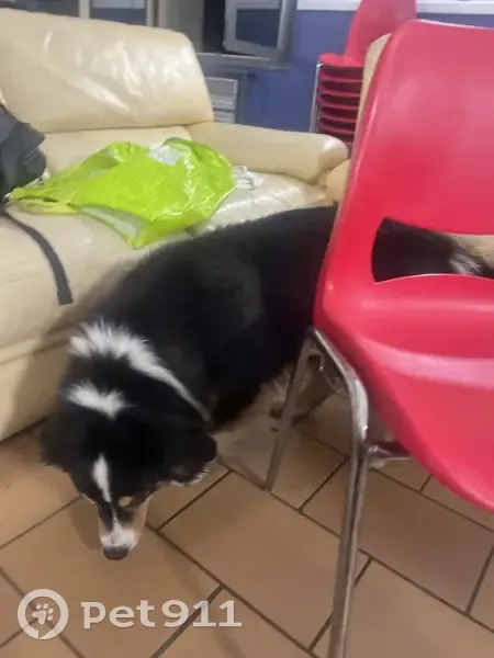 Chien trouvé sans collier à Grézieu-le-Marché - photo