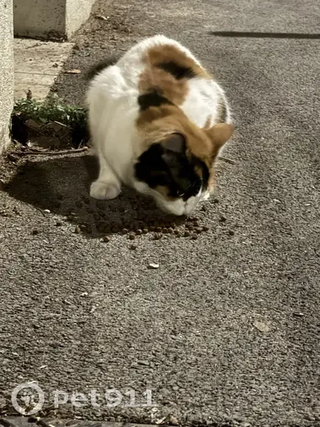 Chat tigre trouvé avec collier rose à Aix - photo