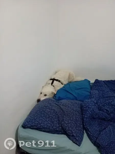 Chien Patou mâle perdu près d'Ortaffa - photo