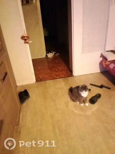Chatte craintive disparue à Limonest - photo