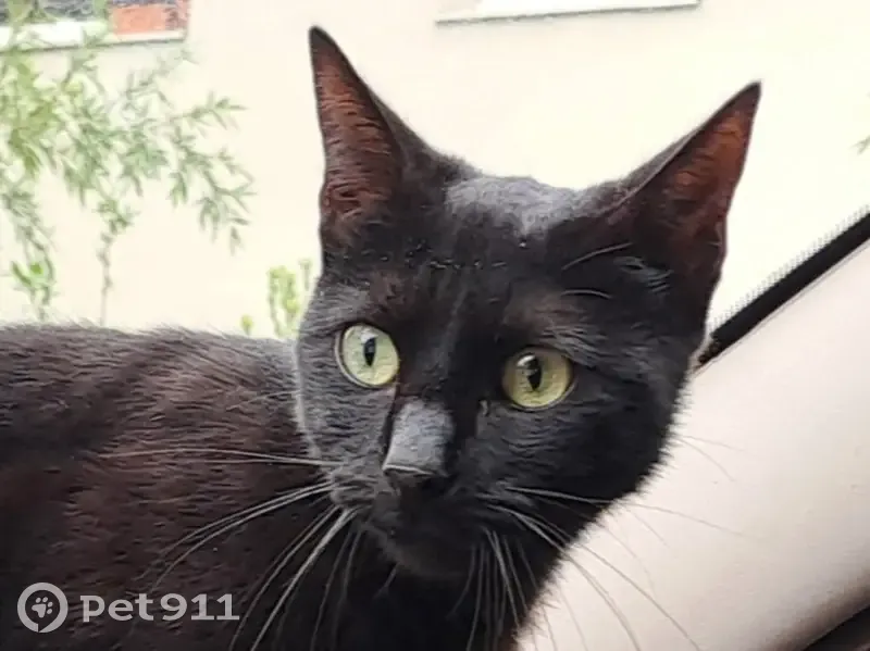 Chatte noire disparue, répond à 