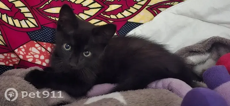 Chaton noir trouvé à Abbazia, cherche foyer - photo