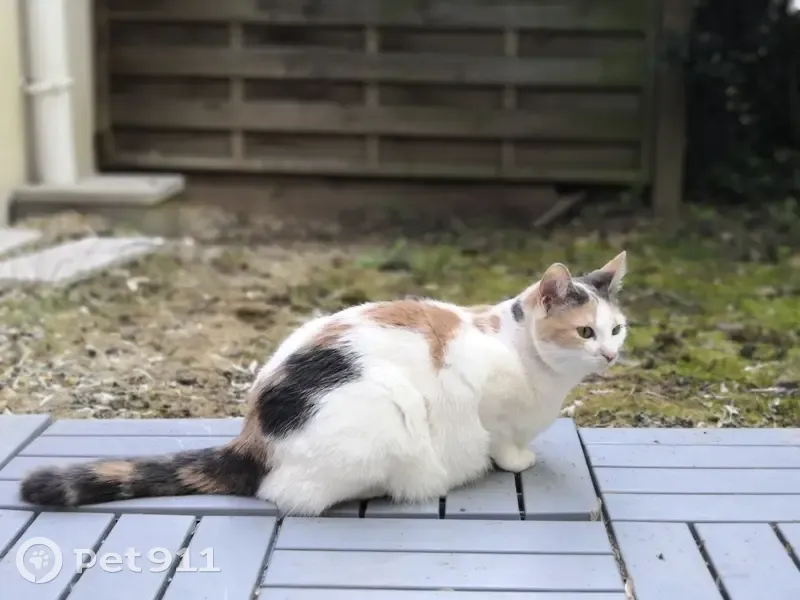 Chatte tricolore Pepita disparue à Nantes - photo