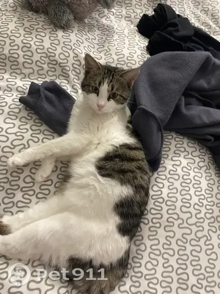 Chat mâle noir et blanc perdu à Lunel - photo