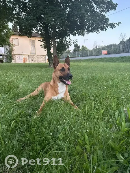 Chien perdu : Malinois croisé staff marron - photo