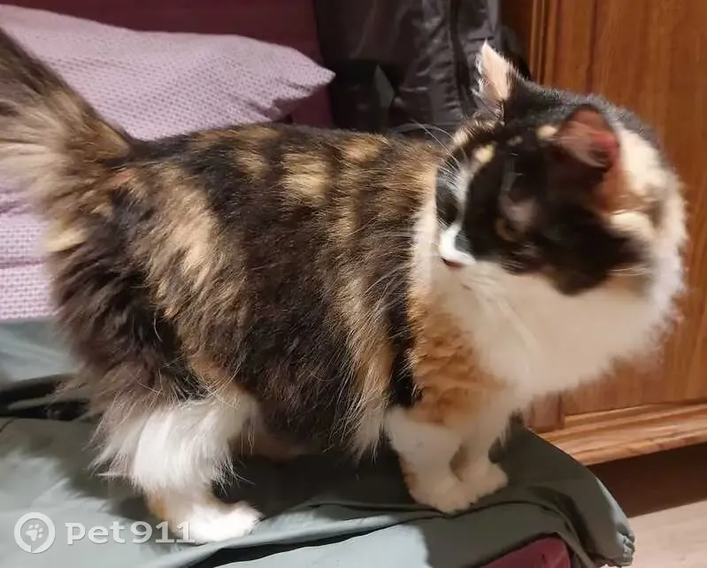 Chatte tricolore trouvée à Francheville - photo