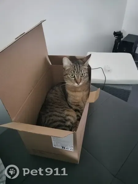 Chat mâle tacheté perdu à Loscouët-sur-Meu - photo