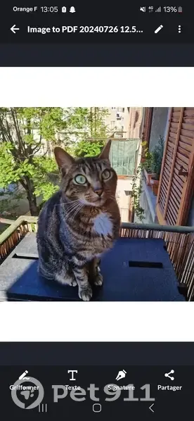 Chat perdu, très craintif, grosse récompense - photo