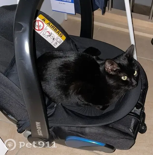 Chatte noire disparue à Sergy - photo
