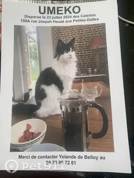 Chatte noire et blanche perdue, Saint-Martin - photo