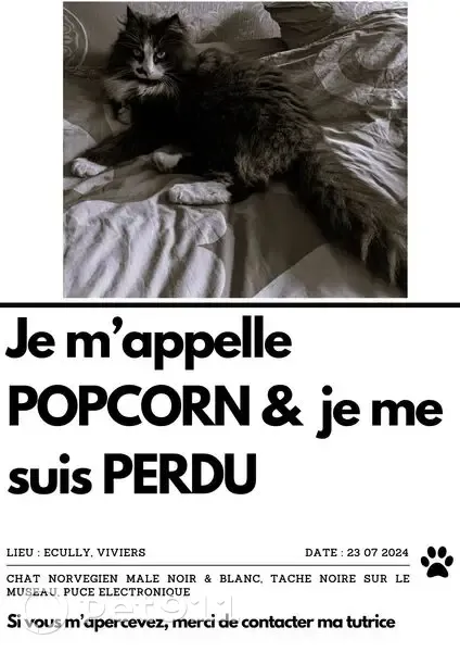Chat européen disparu à Écully - photo