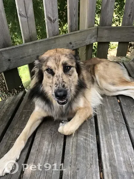 Chien mâle trouvé à Saint-Pierre-dels-Forçats - photo