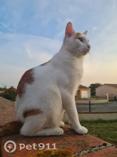 Chat perdu à Monein : blanc, tâches rousses - photo