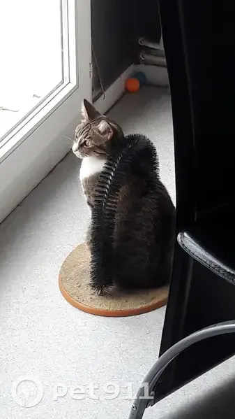 Chatte disparue, craintive et blessée au Mans - photo