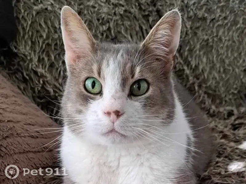 Chat gris et blanc perdu au Rheu, Turbo - photo