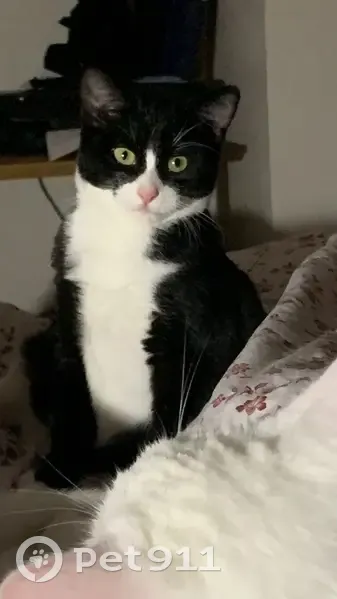 Chatte Noa disparue à Maxéville - photo