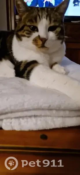 Chatte tigrée Zoé disparue à Reyrieux - photo