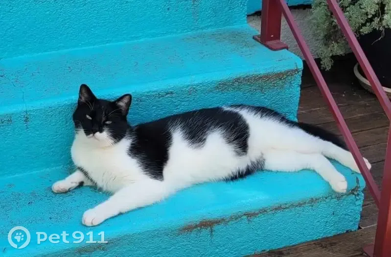 Chat noir et blanc perdu, pucé, peureux, Nancy - photo