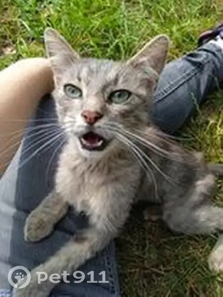Chatte grise trouvée boitant à Noyelles-lès-Vermelles - photo