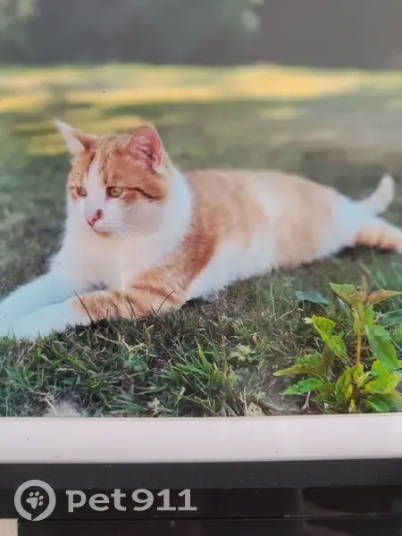Chat perdu : Caramel, mâle roux et blanc - photo