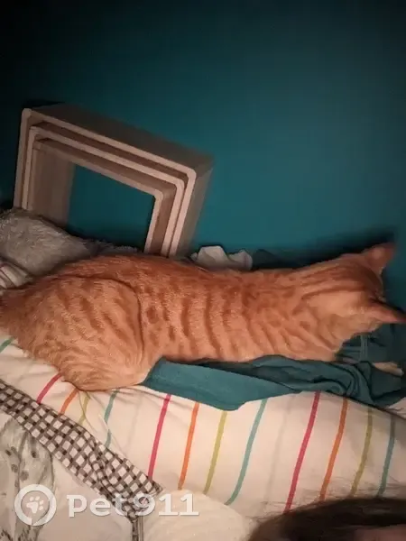 Chat perdu à Bondy Sud, femelle rousse tigrée - photo