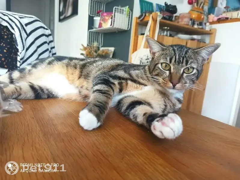 Chat disparu, tigré, pattes blanches, Nantes - photo