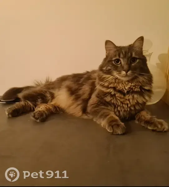 Chat européen gris et blanc disparu à Viry - photo
