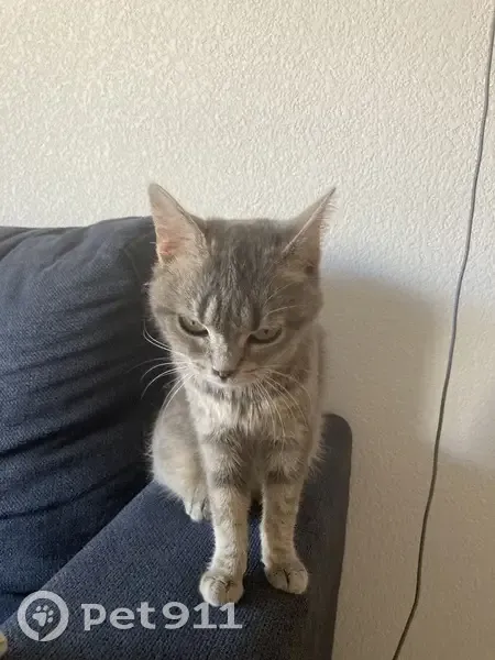 Chat retrouvé dans l’entrée à Ovalie - photo