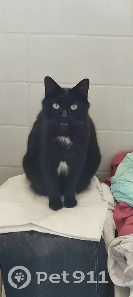 Chat noir disparu à Mûrs-Erigné - photo