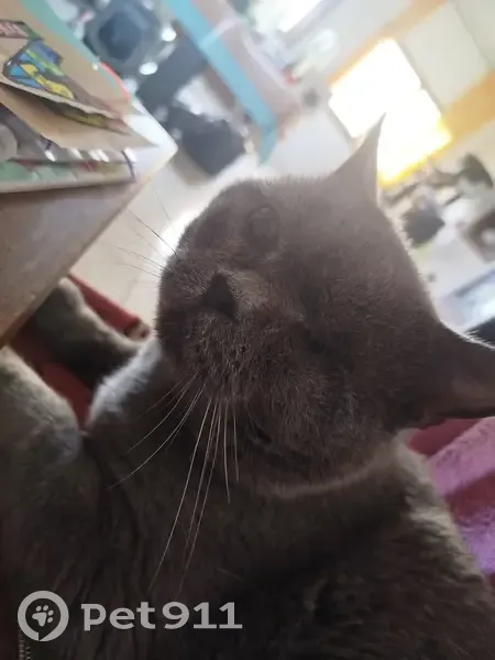 Chat Chartreux gris perdu, un œil, castré, Besson - photo