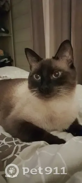 Chat croisé Siamois disparu à Rouen - photo