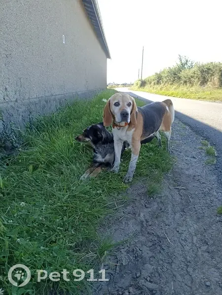 Chiens errants trouvés à Maringes - photo