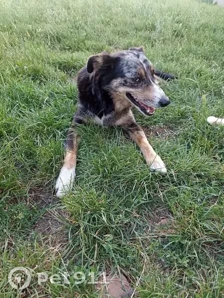 Chiens trouvés errant à Maringes - photo