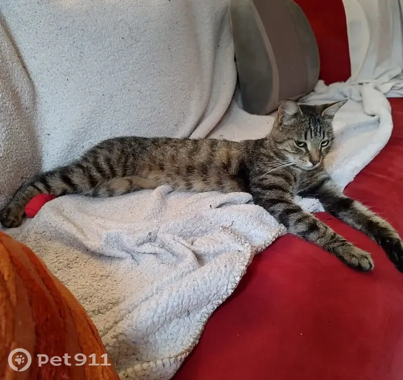 Chat tigré mâle trouvé, blessé, soins requis - photo