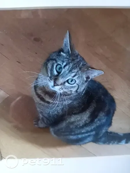Chat tigré mâle disparu Rue de la Forêt, 92 - photo