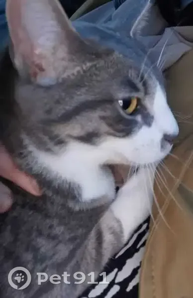 Chatte grise et blanche disparue à Valence-en-Brie - photo