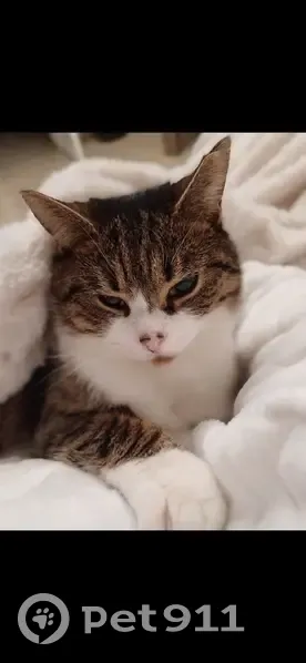Chat tigre-blanc perdu à Isbergues - photo