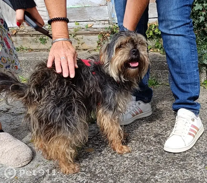 Petit chien noir et beige trouvé à Fouesnant - photo