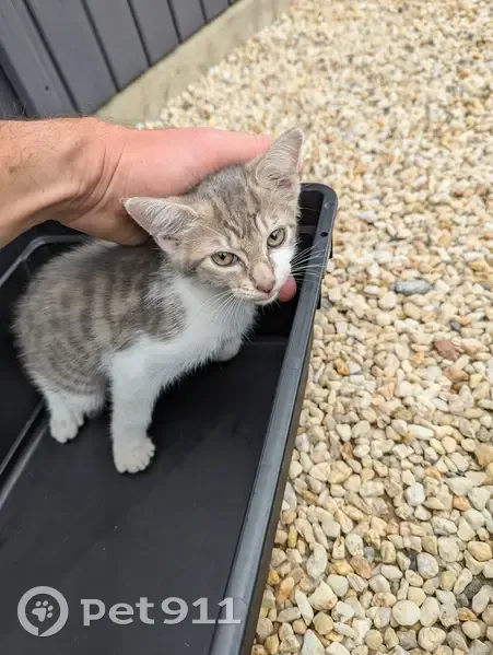 Chaton câlin trouvé à Givrand - photo
