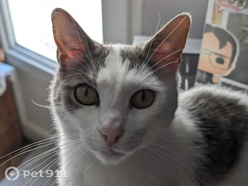 Chat blanc tigré perdu à Étavigny - photo