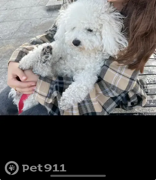 Bichon frisé blanc perdu à Buzenval Paris 20 - photo