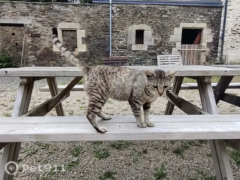 Chat tigré mâle perdu à Plestin-les-Grèves - photo
