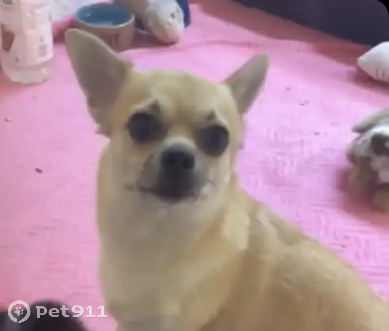 Chihuahua beige Ruby disparue à Tournefeuille - photo