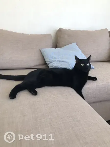 Chat noir mâle perdu à Lisieux - photo